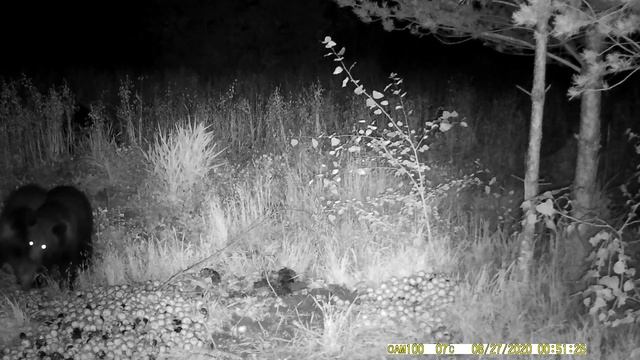Как живут медведи в дикой природе.Медвежата играют на поляне.Видео съемка медведей в дикой природе смотреть онлайн