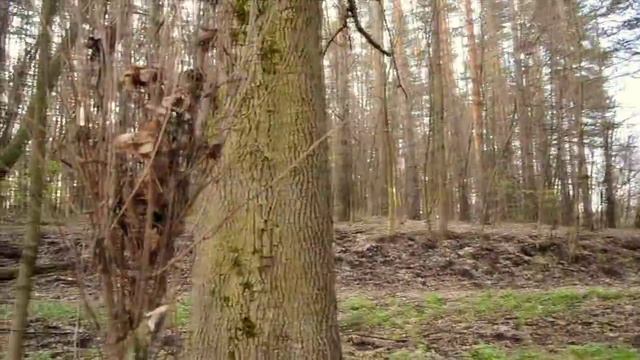 Весенний лес. Часть первая . смотреть онлайн