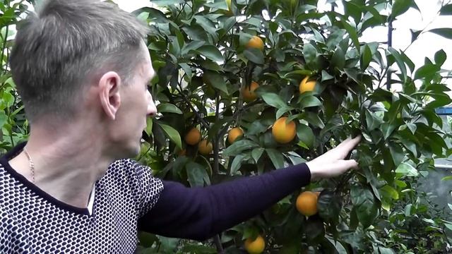 Апельсин C. sinensis 'Sanguinelli' (Spanish Sanguinelli) смотреть онлайн