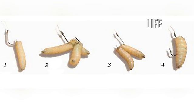 Лучшие советы ловли карася по весне! смотреть онлайн