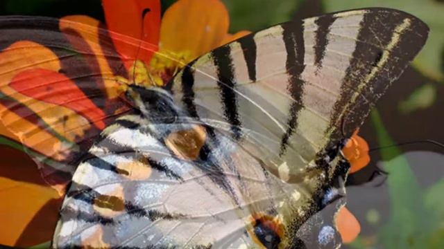 очень красивые бабочки .wmv смотреть онлайн