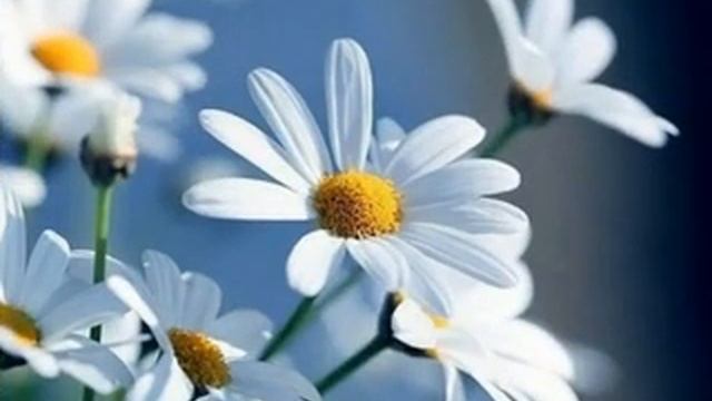 РОМАШКИ ДЛЯ ОЧАРОВАШКИ смотреть онлайн