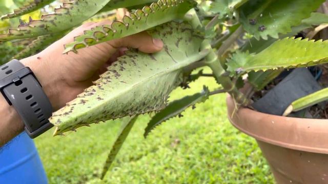 kalanchoe daigremontiana en Puerto Rico смотреть онлайн