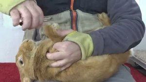 Как безболезненно подстричь когти кролику при помощи гильотины