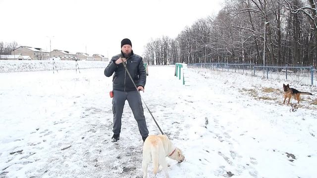 Как научить собаку ходить рядом быстро. Дневник кинолога. Алексей Саламатин смотреть онлайн
