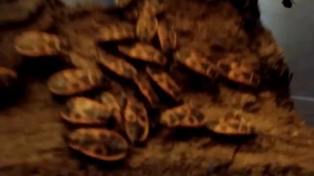 Первое марта и первые клопы солдатики в 2021 году смотреть онлайн