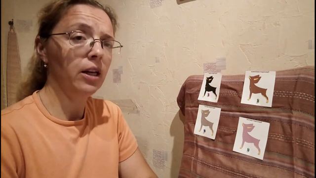 Русский той: как сохранить качество подпала в разведении смотреть онлайн