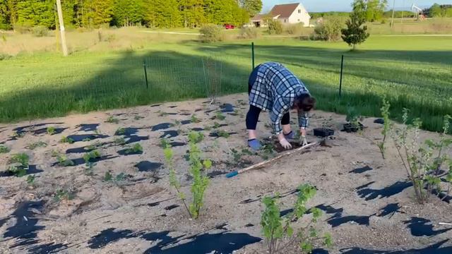 КАК В АМЕРИКЕ Я САЖАЮ КЛУБНИКУ / США/ смотреть онлайн