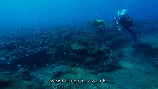 "Sub-Tropic Adventures" Scuba Diving - St Helena Island смотреть онлайн