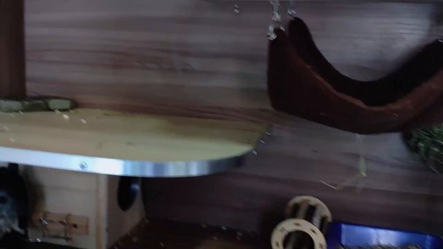 Какая клетка подходит для шиншиллы, витрина для шиншиллы. смотреть онлайн