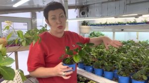 Френч Болеро, ампельная гортензия. Обзор черенков, как будут зимовать…18.10