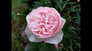 Херитейдж роза - удалить или оставить?  Роза Heritage