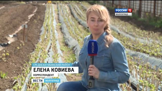 В Среднеахтубинском районе развивают виноградарство смотреть онлайн