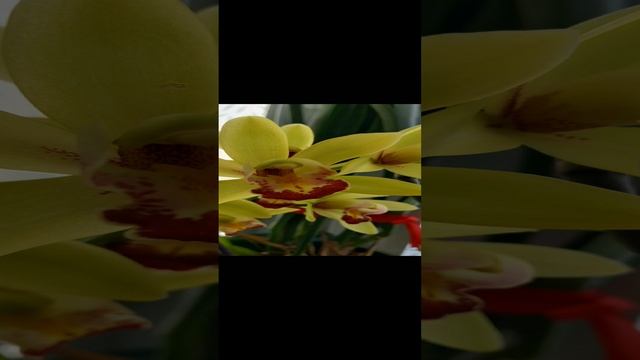 Милые , добрые , нежные дамы: Бабушки , тёти , любимые мамы ! С праздником вас от души поздравляю! смотреть онлайн