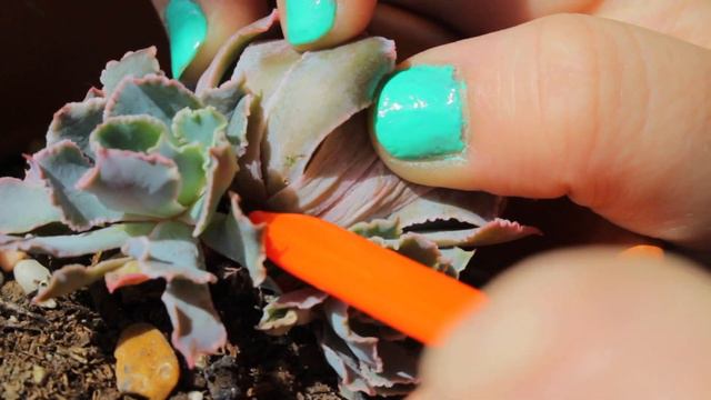 Beheading an Echeveria смотреть онлайн
