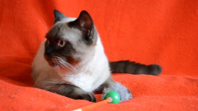 Предлагаем: котята для Вас! Уникальный шотландский котик – богатырь редкого окраса. смотреть онлайн