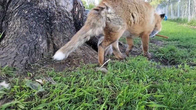 Finnegan Fox tries to share his treat with the fox pup 🦊🦴 смотреть онлайн