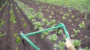 Дисковые окучники с регулировкой глубины. Вторая окучка