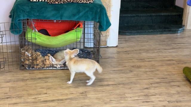 Dog Lucia swears that turtles eat her food. Собака Люция сильно возмущена, черепахи напали на ее ед смотреть онлайн