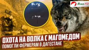 Волк-убийца! Магомед защитил фермеров от волков в Дагестане. Охота на волков.