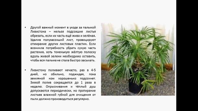 ПАЛЬМА ЛИВИСТОНА смотреть онлайн