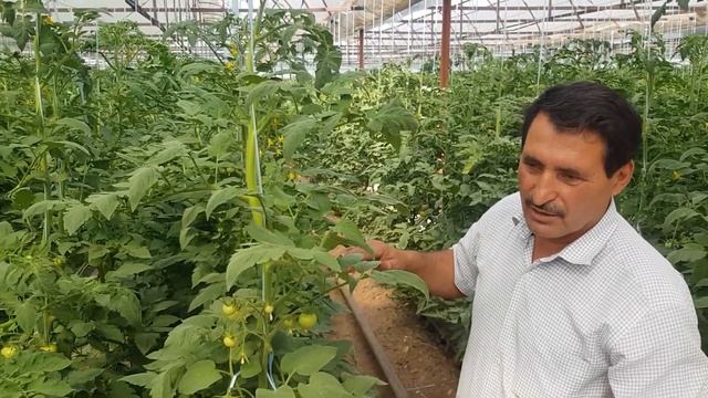 БЕНЕВИЯ отличный помощник в борьбе с вредителями смотреть онлайн