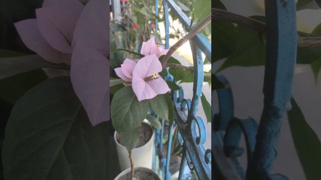 International Pink Bougainvillea смотреть онлайн