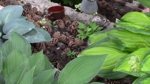 УЛИТКИ  В САДАХ И ОГОРОДАХ.  КАК БОРОТЬСЯ С НАШЕСТВИЕМ УЛИТОК!?