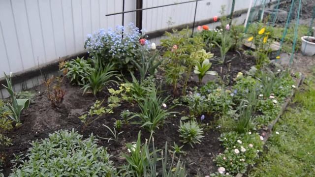 Тюльпаны, примулы и не только... смотреть онлайн