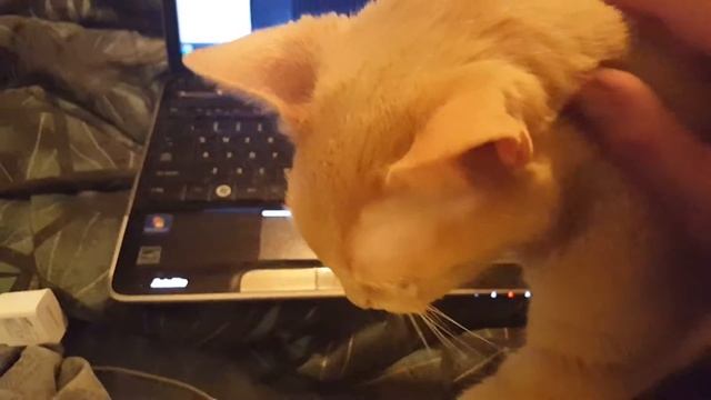 Toshiba Satellite A505-S6980 3rd laptop from laptop haul смотреть онлайн