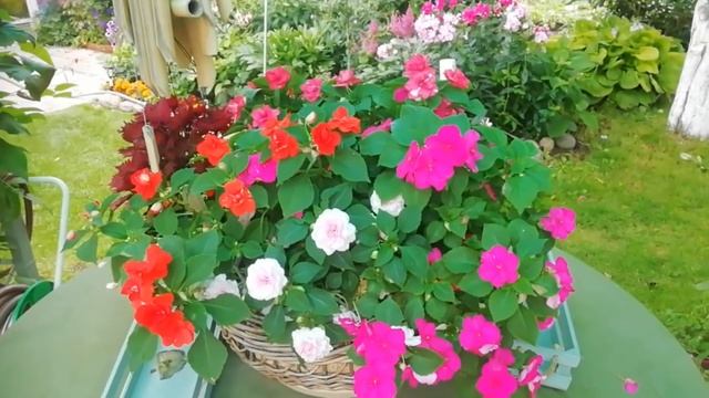 ОБЗОР САДА. Мой красивый сад в начале августа смотреть онлайн