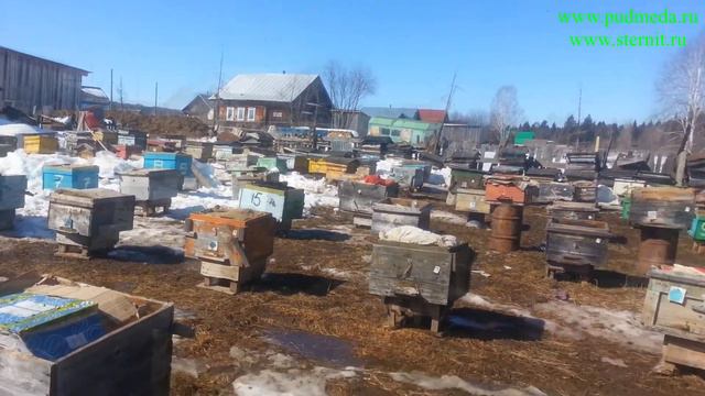 Выставка пчел из зимовника смотреть онлайн