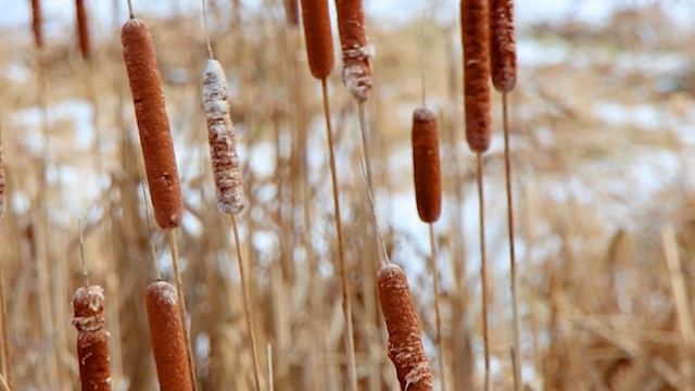 Евангелие дня. Библейские чтения. Благовещение Пресвятой Богородицы. (07 апреля 2020 г.) смотреть онлайн