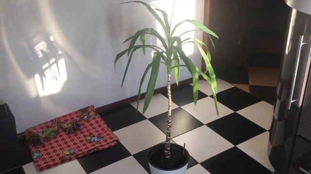 Юкка гигантская