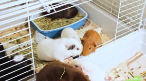 Как приручить морскую свинку. Что делать если морская свинка боится рук.