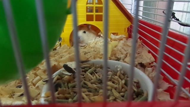 Хомка кричит на нас... Что с ним делать? смотреть онлайн