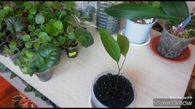 ВЫРАЩИВАНИЕ ЛИЧИ из косточки в ДОМАШНИХ УСЛОВИЯХ./ Первый результат!!! смотреть онлайн