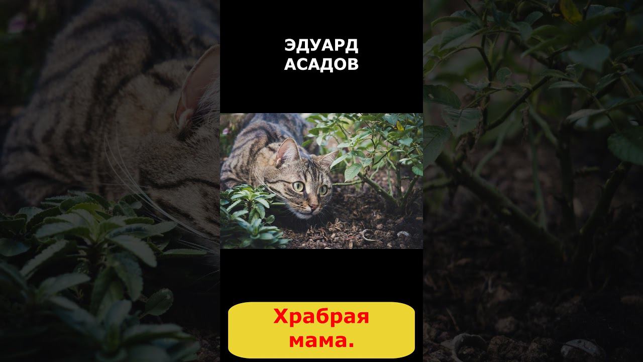 Эдуард Асадов. "Храбрая мама." смотреть онлайн
