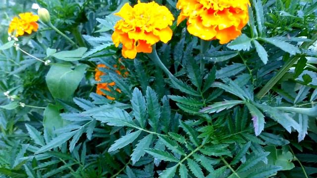 ? РОЗА-КАПУСТА.У НАС РАСТЁТ.? смотреть онлайн