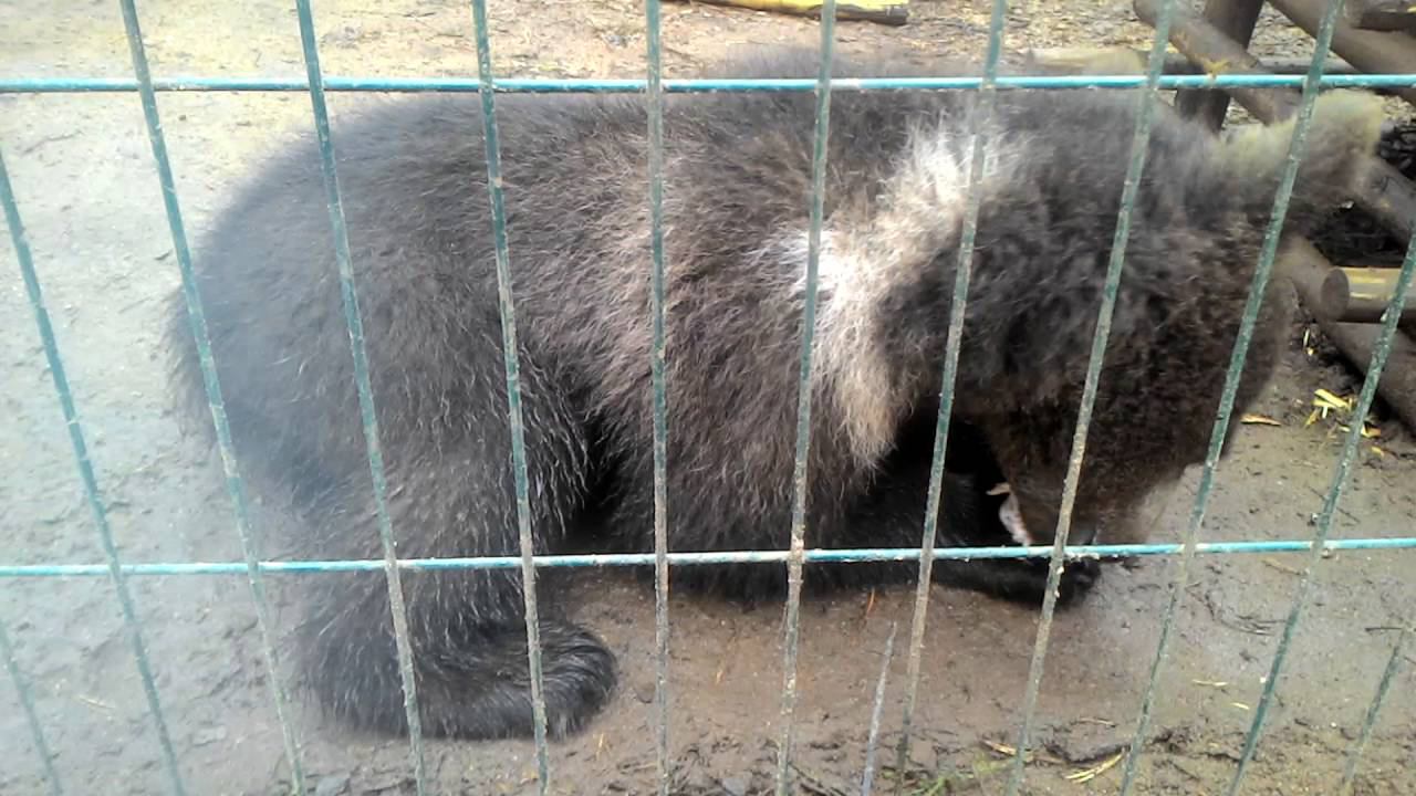 Мишку покормили - вкусно хрумкает: смотреть онлайн