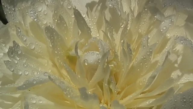 Пион белый смотреть онлайн