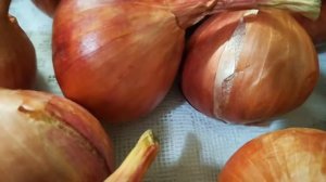 Лук шалот Ред Сан  видео 5