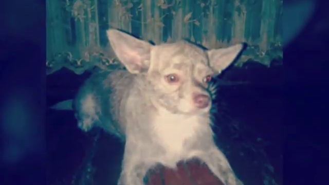 Символ года огненая собака/ Кнопа