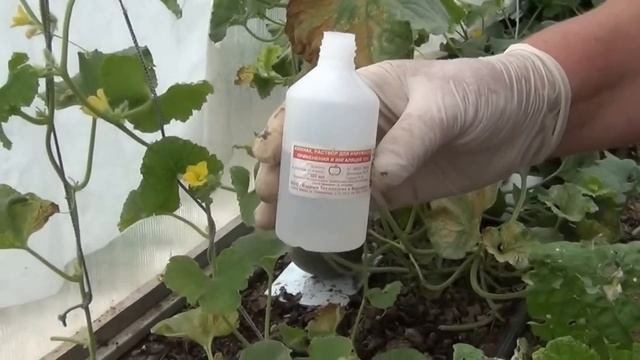 4.Муравьи. Как избавиться от муравьев в теплице смотреть онлайн