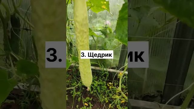 7 сортов огурцов в теплице "Дачная-Двушка", размер теплицы 2 на 6м #теплица @Teplici #дача смотреть онлайн