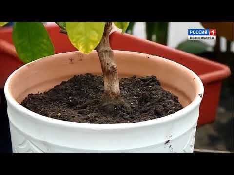 20171118 Пересадка комнатных растений. Шубина Людмила Николаевна Сад Шубиной смотреть онлайн