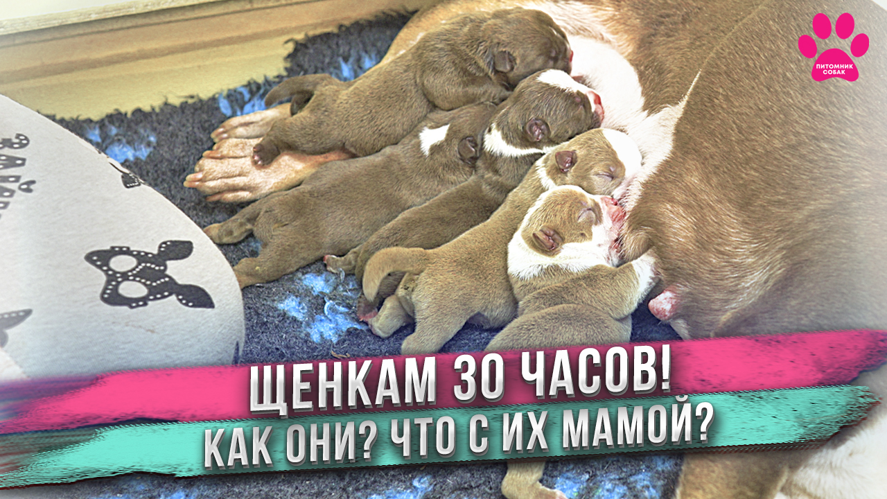 Зачем Аня дала маме щенков мороженое? Не пытайтесь это повторить! смотреть онлайн