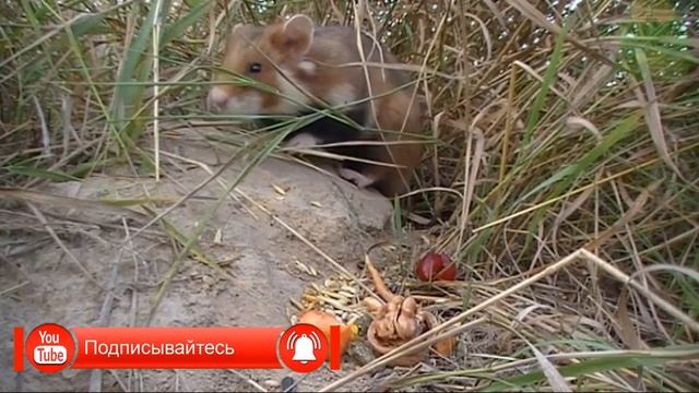 Хомяк - интересные факты, животные Евразии, дикий хомяк. смотреть онлайн