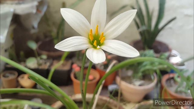 How to care rain Lily ||zephyranthes grandiflora || Fairy Lily || 27/8/2020(Urdu/Hindi) смотреть онлайн
