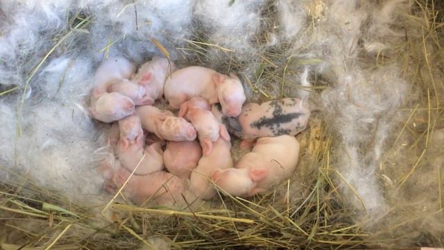 Крольчатам 4 дня. смотреть онлайн